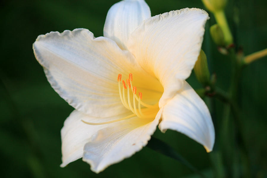 White Temptation Lily Photograph by Angela Murdock