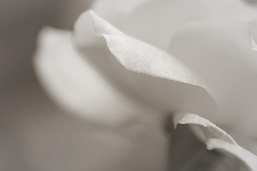 White Tender Rose Photograph by The Art Of Marilyn Ridoutt-Greene