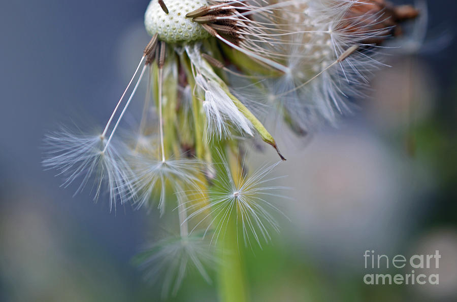 Summer Photograph - White Threads. by Lila Fisher-Wenzel