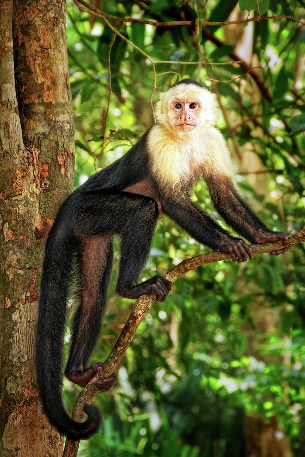 White-throated Capuchin Monkey Photograph by Carolyn Derstine