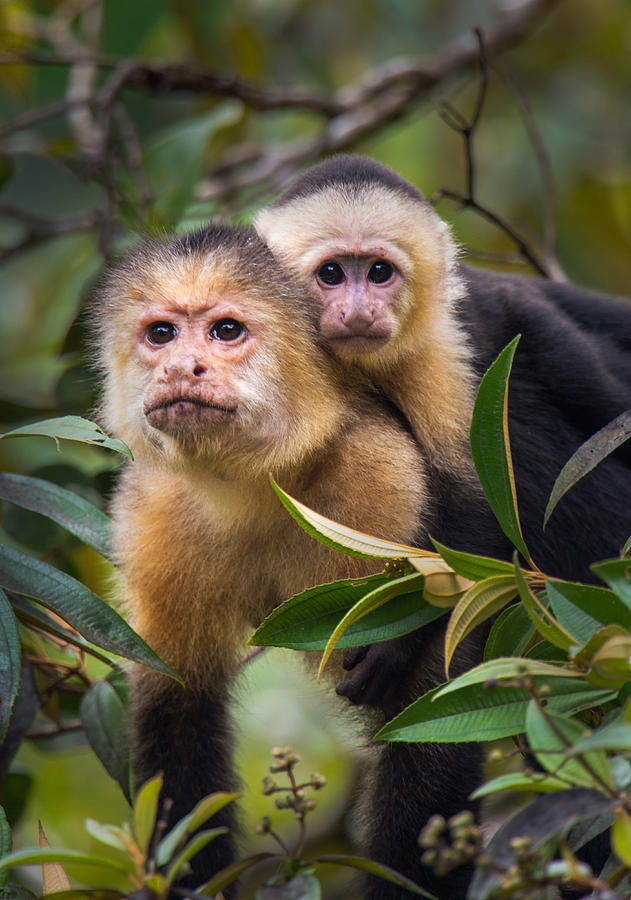Foto: Macaco Branco-throated Juvenile de Capuchin (capuchinus de Cebus)