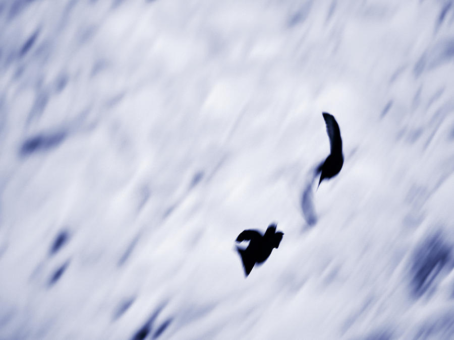 White-throated dipper shadows Photograph by Jouko Lehto