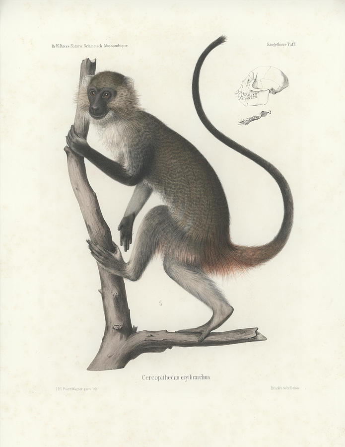White Throated Guenon, Cercopithecus albogularis erythrarchus #1 Drawing by J D L Franz Wagner