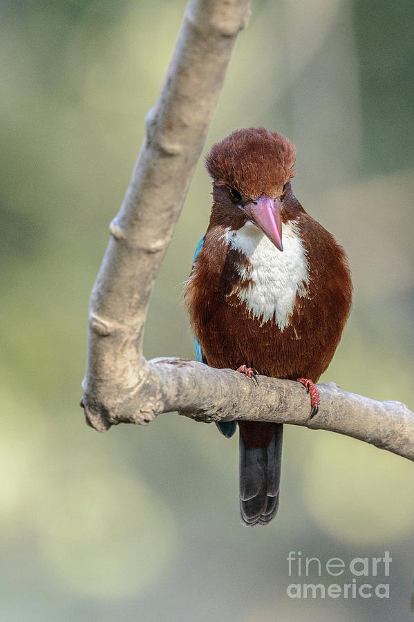 White-throated Kingfisher 01 Photograph by Werner Padarin