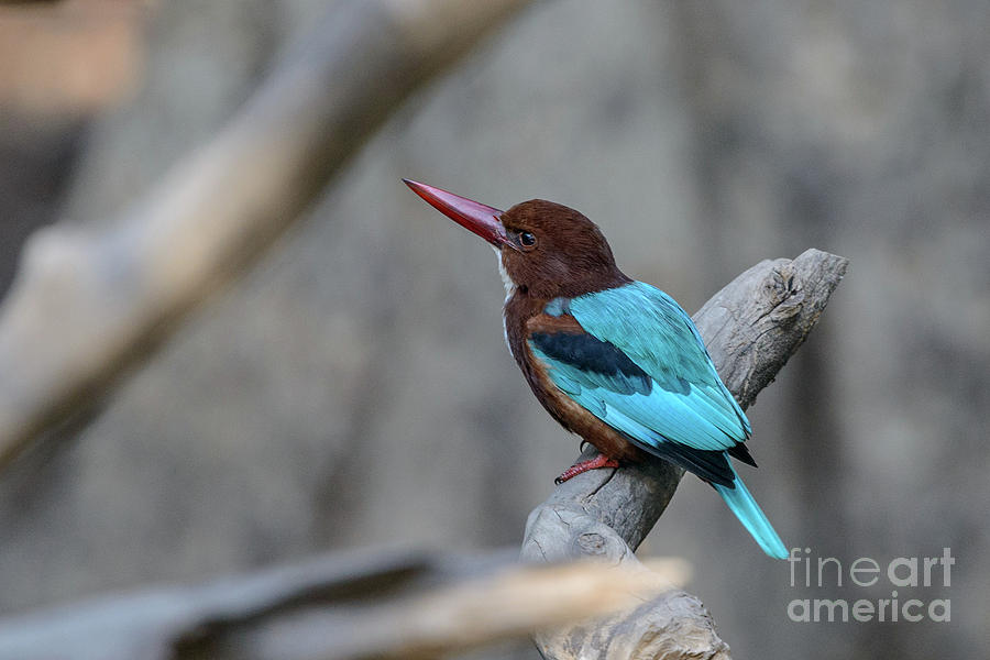 White-throated Kingfisher 02 Photograph by Werner Padarin