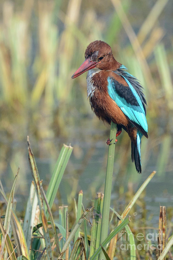 White-throated Kingfisher 13 Photograph by Werner Padarin