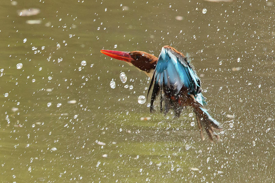 White-throated Kingfisher Photograph by Jean-Luc Baron