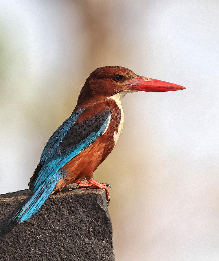 Kingfisher Digital Art - White-throated Kingfisher by Sandeep Gangadharan