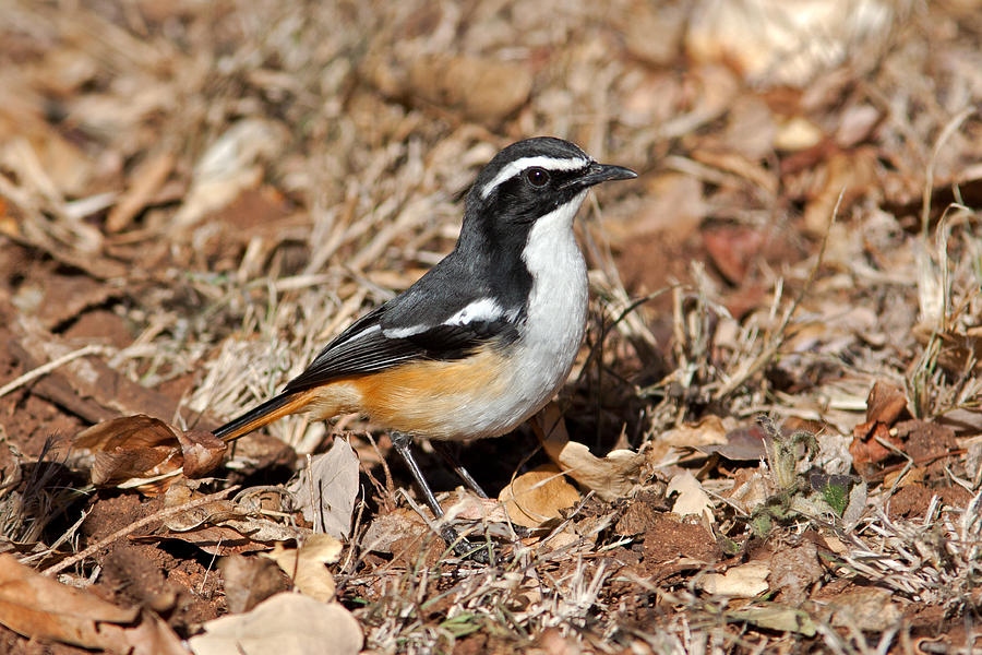 White-throated Robin-chat Photograph