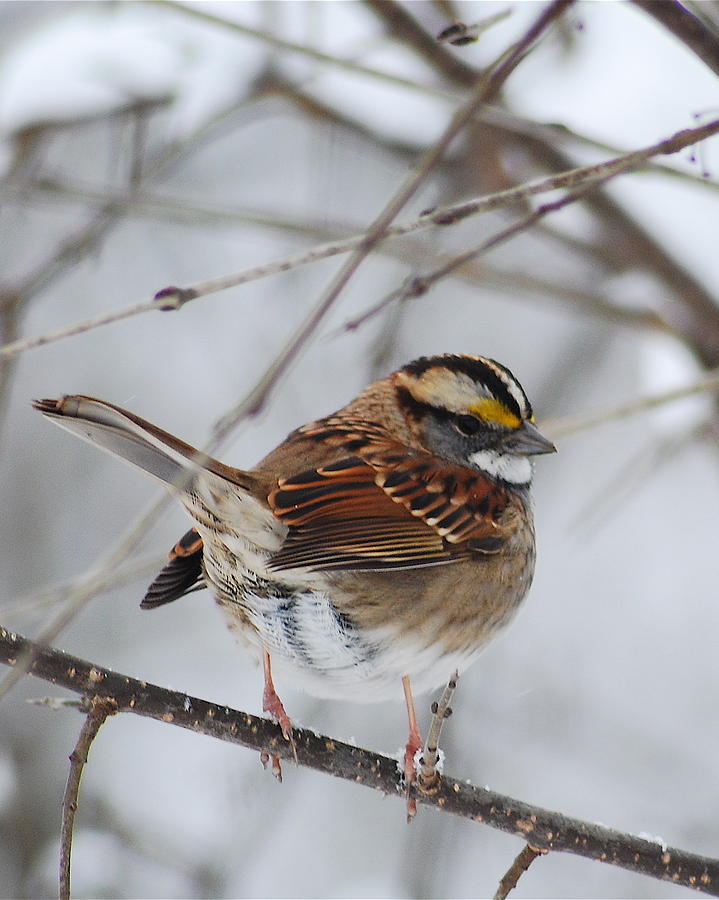 White Throated Sparrow 2 Photograph by Michael Peychich