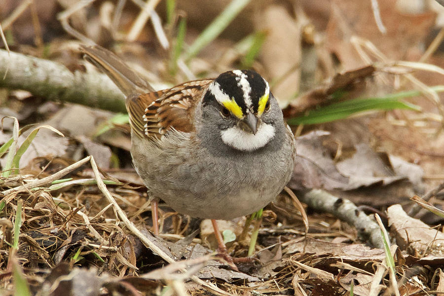 Sparrow Photograph - White-throated Sparrow 3454 by Michael Peychich