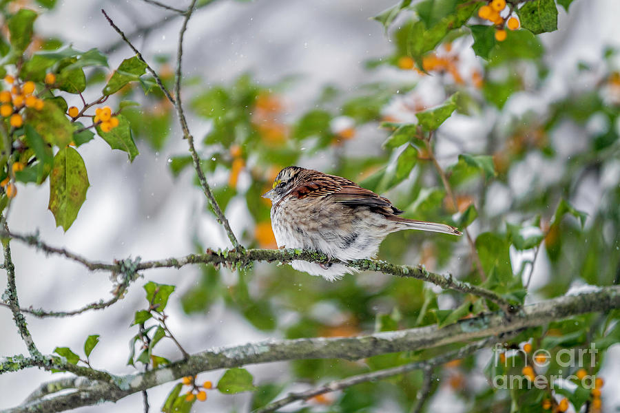 White Throated Sparrow Amongst the Berries Photograph by Karen Jorstad