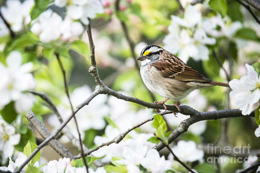 White throated sparrow and spring blossoms Photograph by Oscar Gutierrez