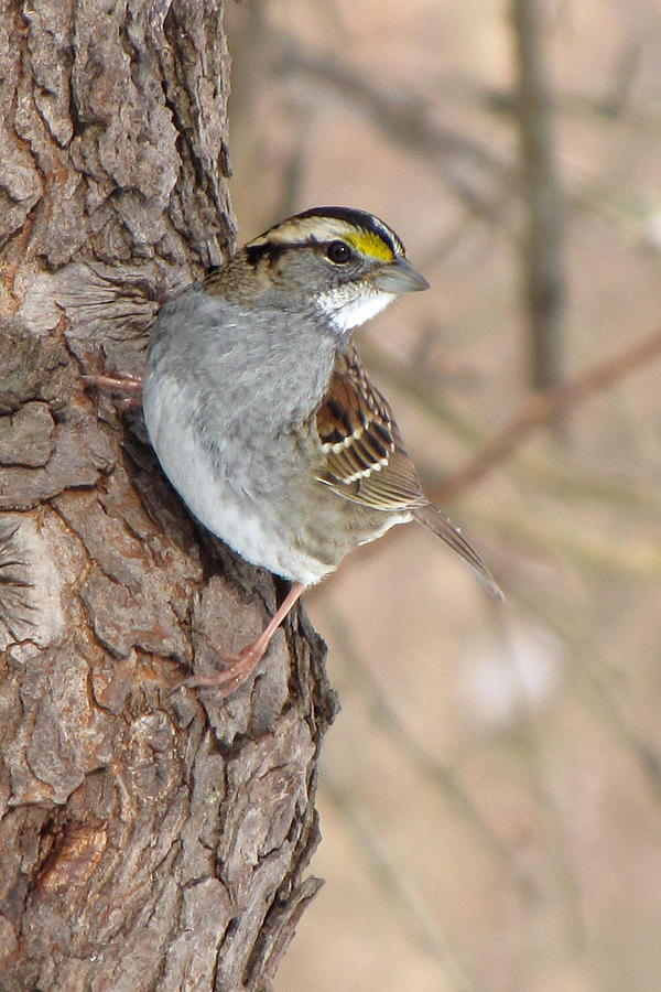 White-throated Sparrow Photograph by Ann Bridges