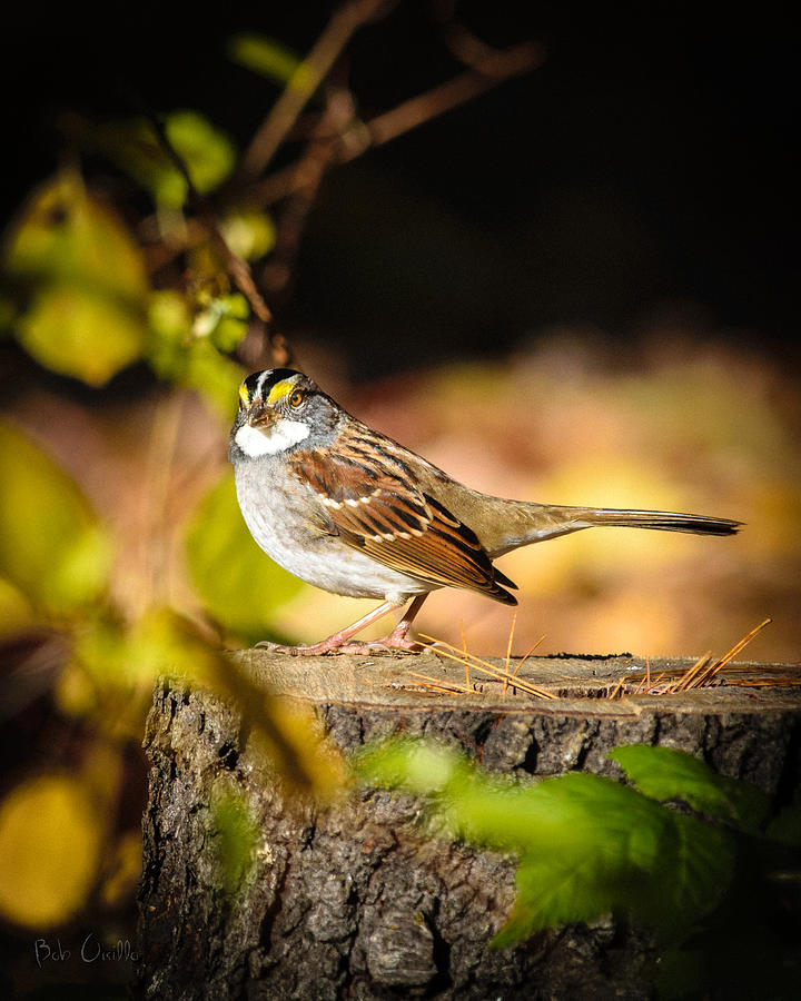 Sparrow Photograph - White Throated Sparrow by Bob Orsillo