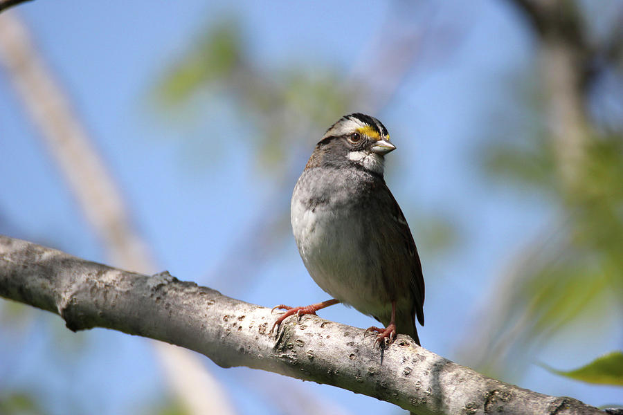 White Throated Sparrow Photograph by Brook Burling