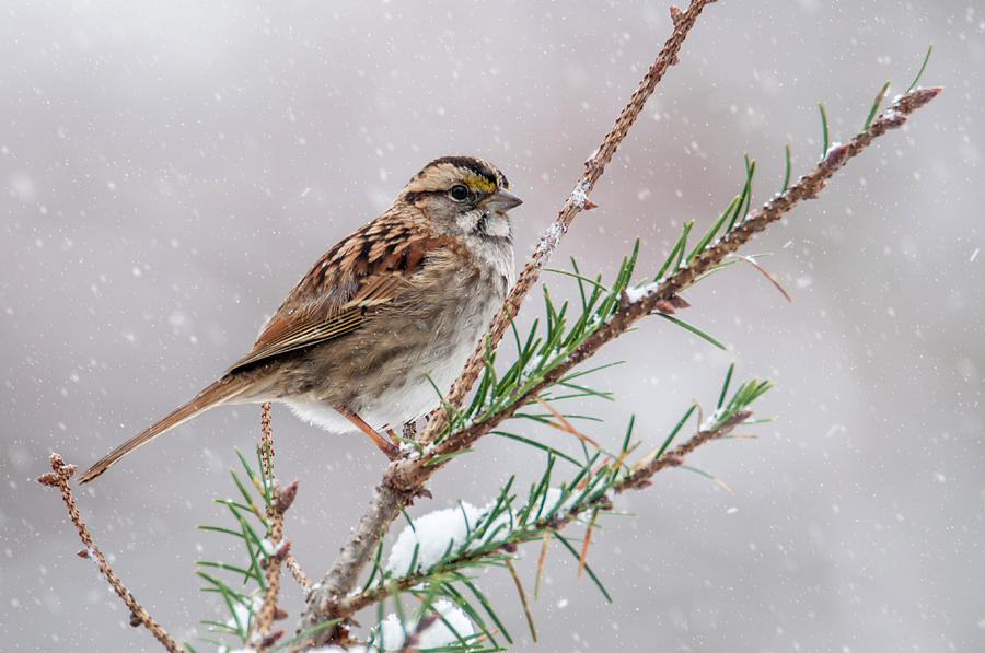 White Throated Sparrow Photograph by Cathy Kovarik