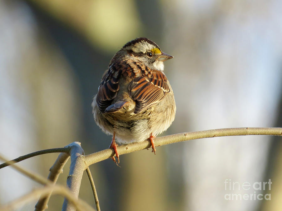 White-throated Sparrow Photograph