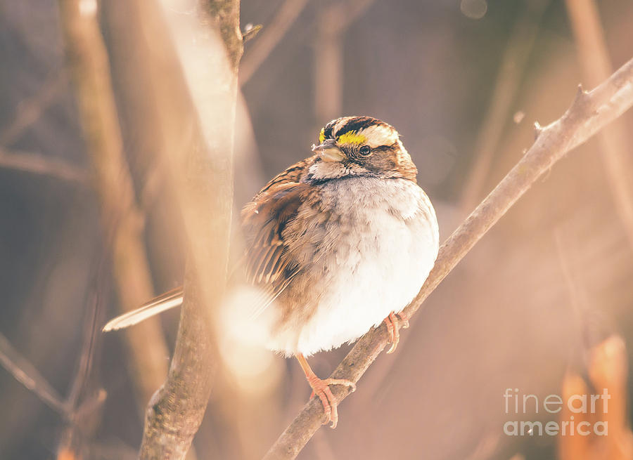 White Throated Sparrow Photograph by Cheryl Baxter