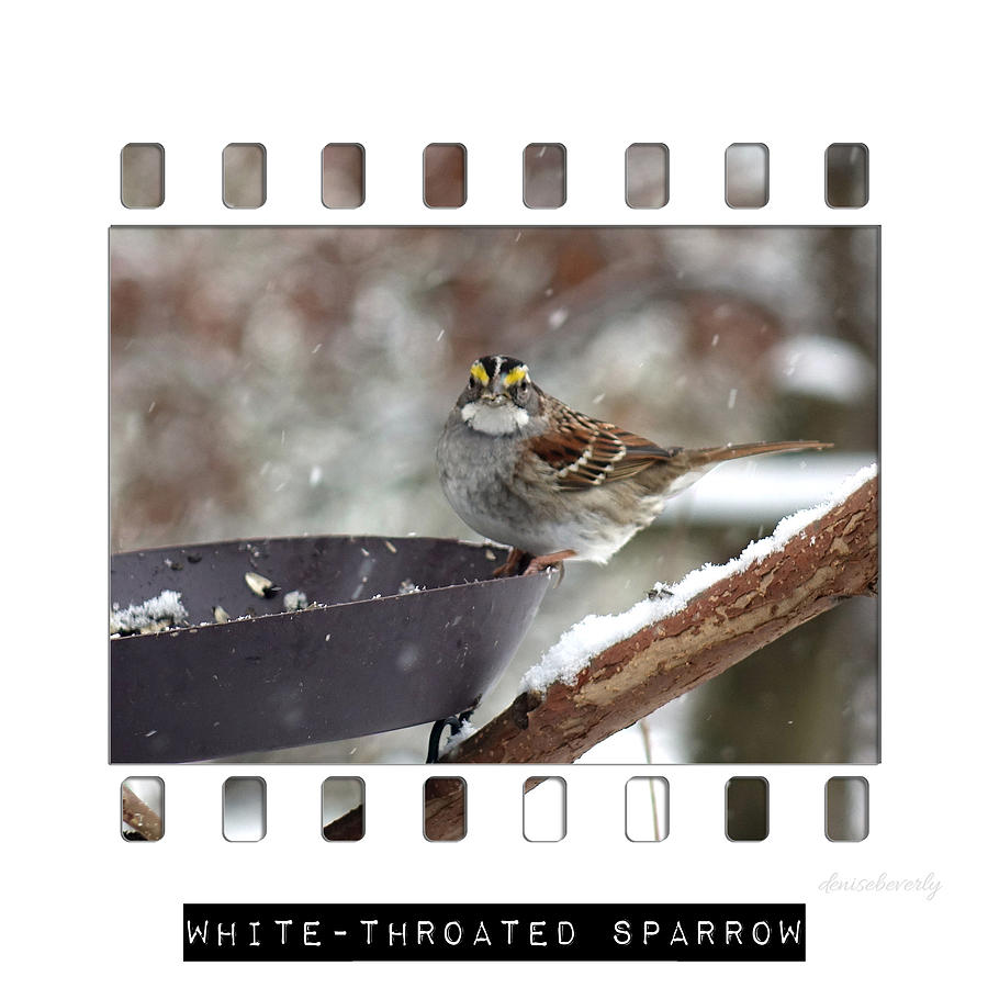 White-throated Sparrow Photograph by Denise Beverly