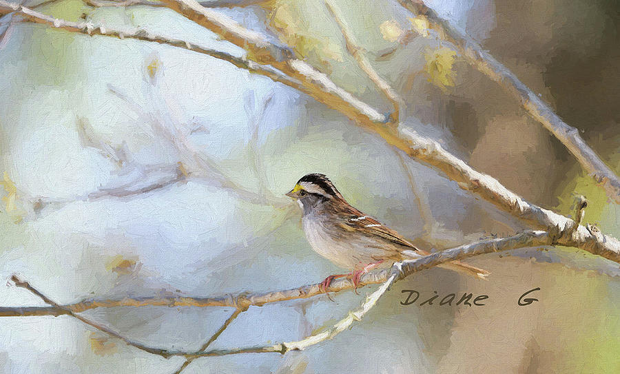White-throated Sparrow Photograph by Diane Giurco