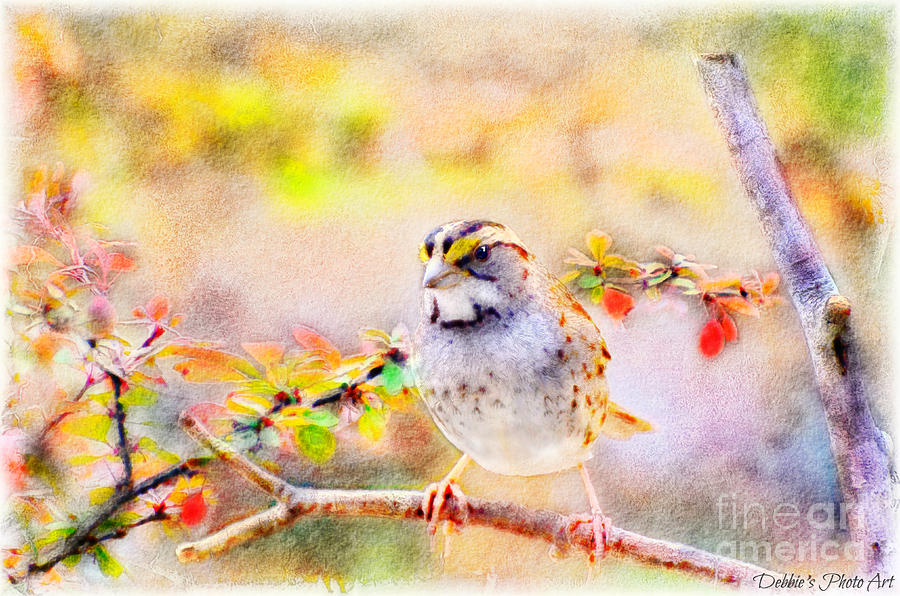 White Throated Sparrow - Digital Paint 1                                             Photograph by Debbie Portwood