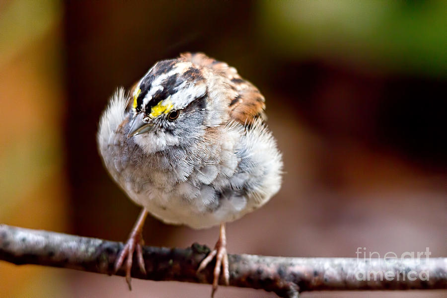 White Throated Sparrow Drying Photograph by Jemmy Archer