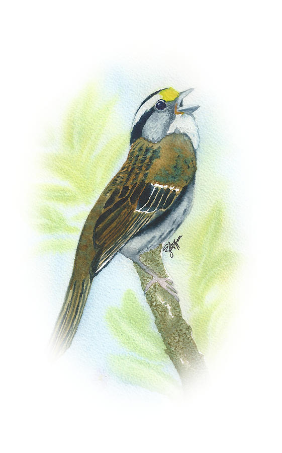 White Throated Sparrow Painting by Elise Boam