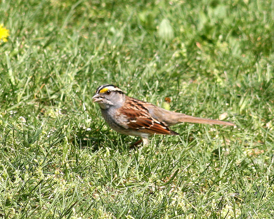 White Throated Sparrow Photograph by George Jones