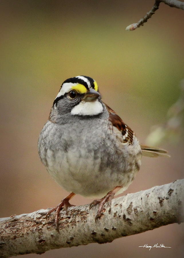 White-throated Sparrow Photograph by Harry Moulton