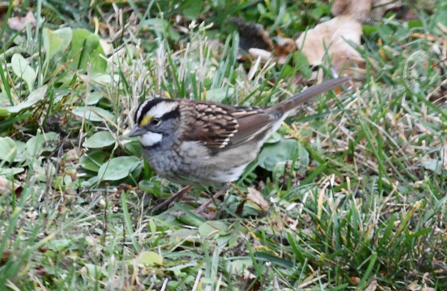 White Throated Sparrow Photograph by Hella Buchheim
