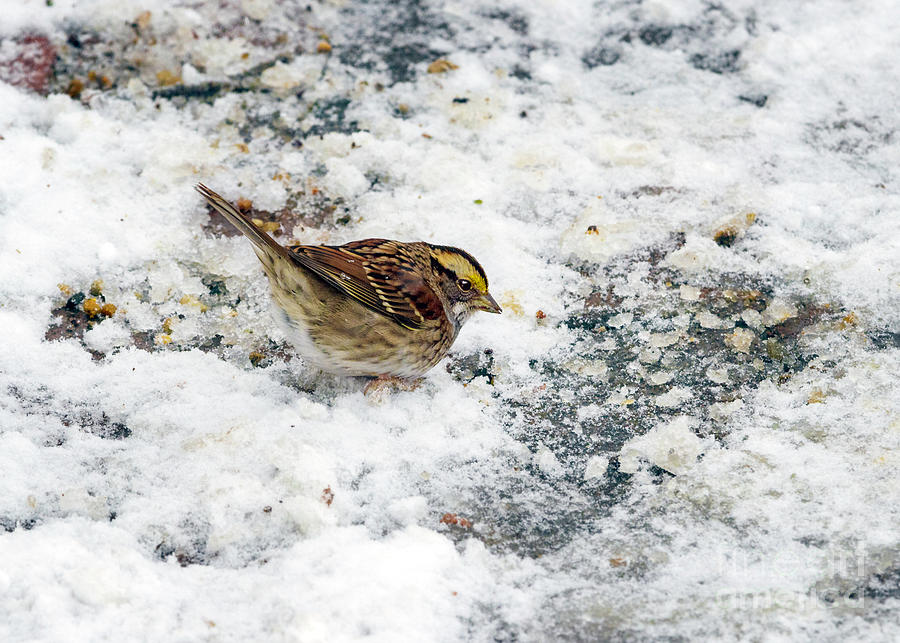 White Throated Sparrow in Search of Food Photograph by Karen Jorstad