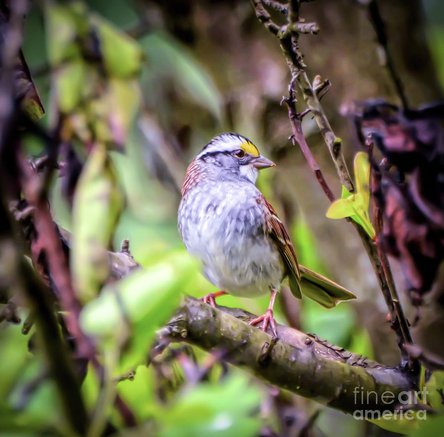 White-throated Sparrow - In The Spring Photograph by Kerri Farley