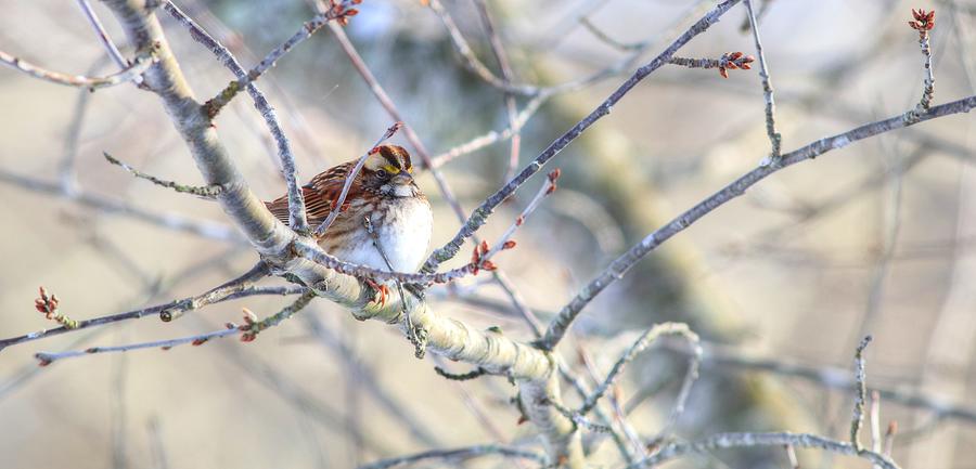 White-Throated Sparrow In Winter Photograph by Carol Montoya