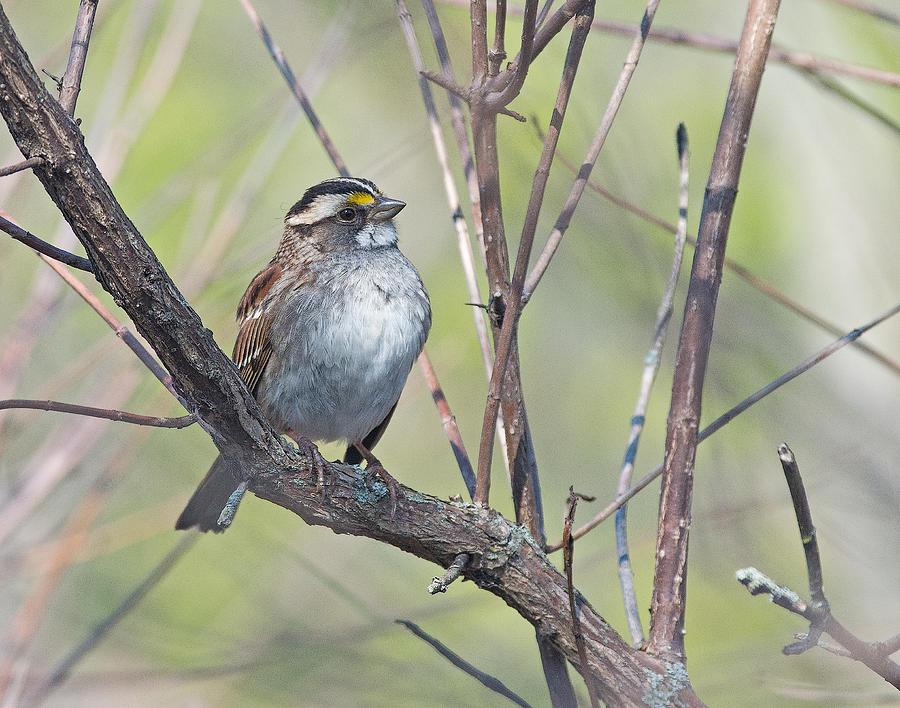 White -Throated Sparrow Photograph by Jim Zablotny