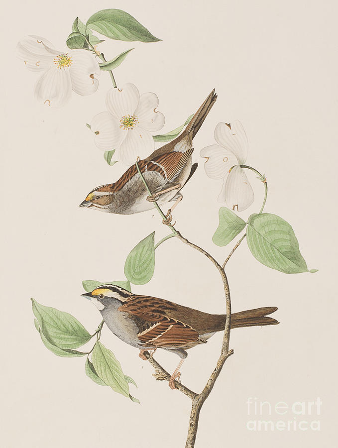 John James Audubon Painting - White throated Sparrow by John James Audubon