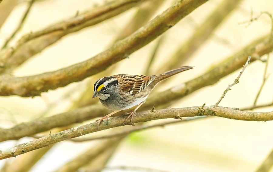 White Throated Sparrow Photograph