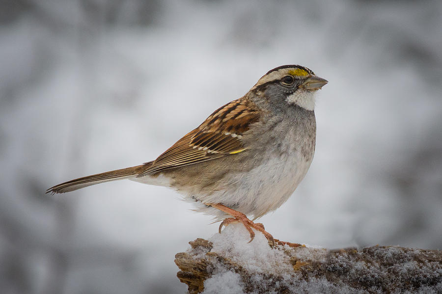 White-throated Sparrow Photograph by Kenneth Cole