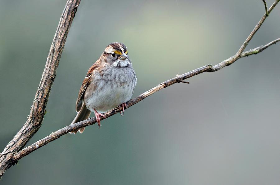 Finch Photograph - White Throated Sparrow by Laura Mountainspring