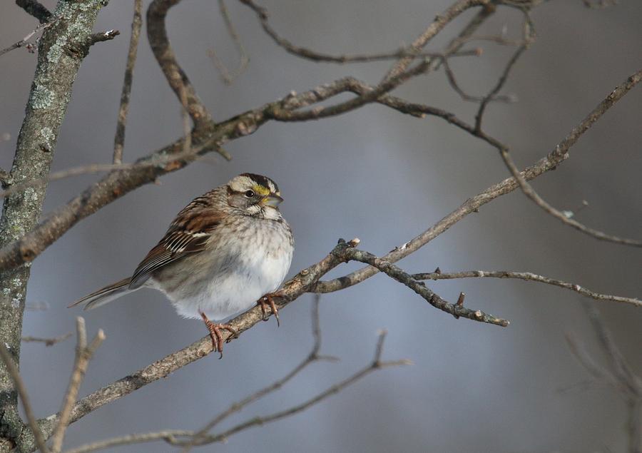 White-Throated Sparrow Photograph by Living Color Photography Lorraine Lynch