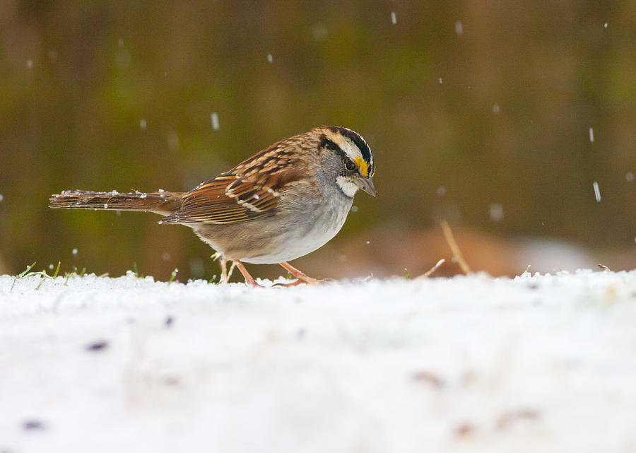 Winter Photograph - White-throated Sparrow by Melinda Fawver