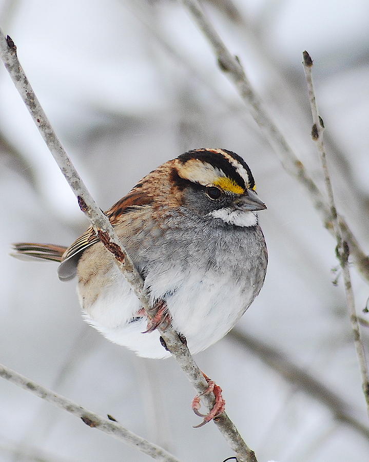White throated Sparrow Photograph by Michael Peychich