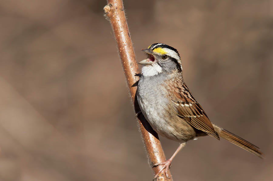 White-throated Sparrow Photograph