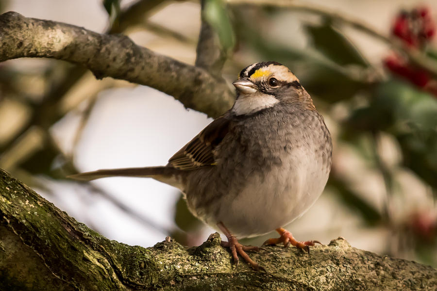 White Throated Sparrow on Branch New Jersey Photograph by Terry DeLuco