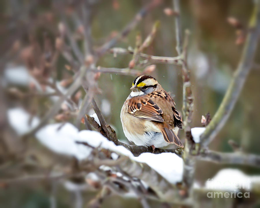 White-throated Sparrow on Snowy Branches Photograph by Kerri Farley