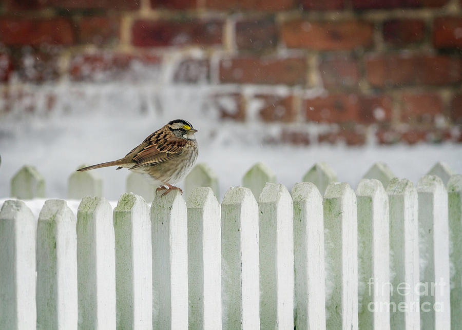 White Throated Sparrow on the Fence Photograph by Karen Jorstad