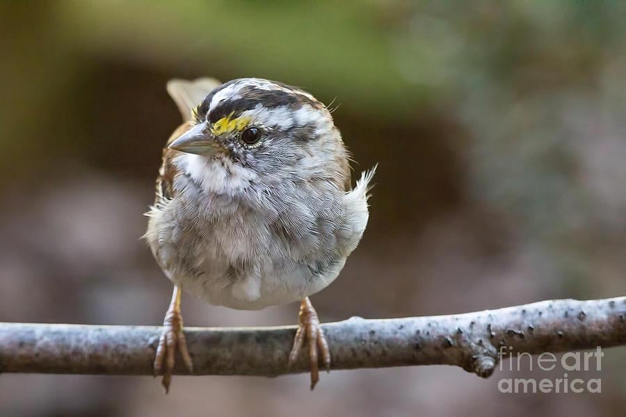 White Throated Sparrow Portrait Photograph by Jemmy Archer