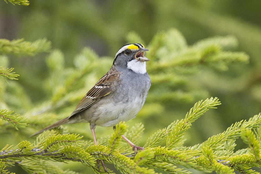 White-throated Sparrow Singing In Spring Spruce Tree Nova Scotia ...