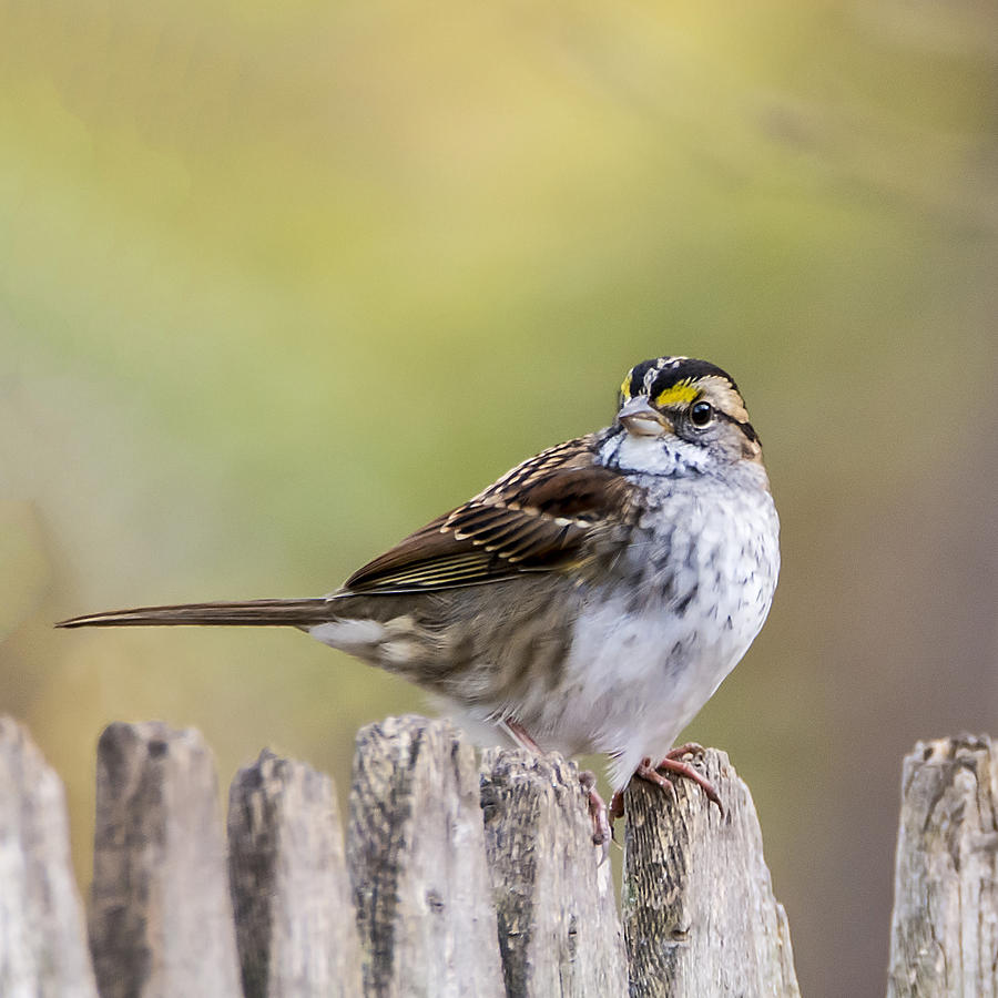 White Throated Sparrow Square 0500 Photograph by Cathy Kovarik