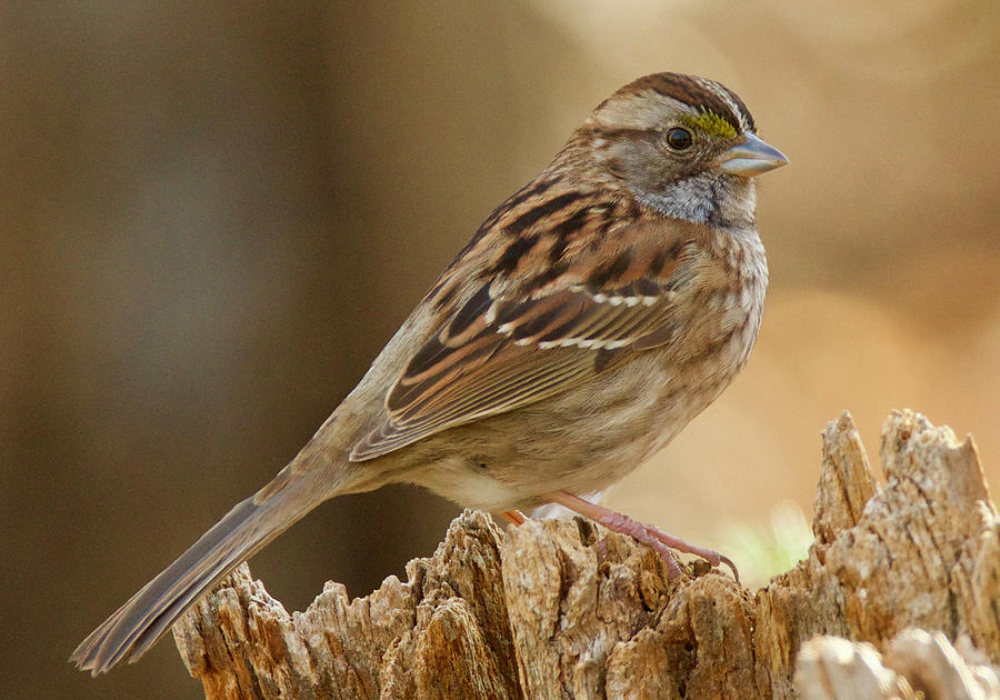 White-throated Sparrow Tan-Striped 4329 Photograph by Michael Peychich